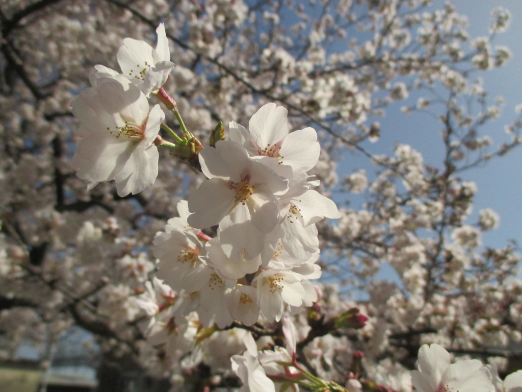 桜の開花　⑨