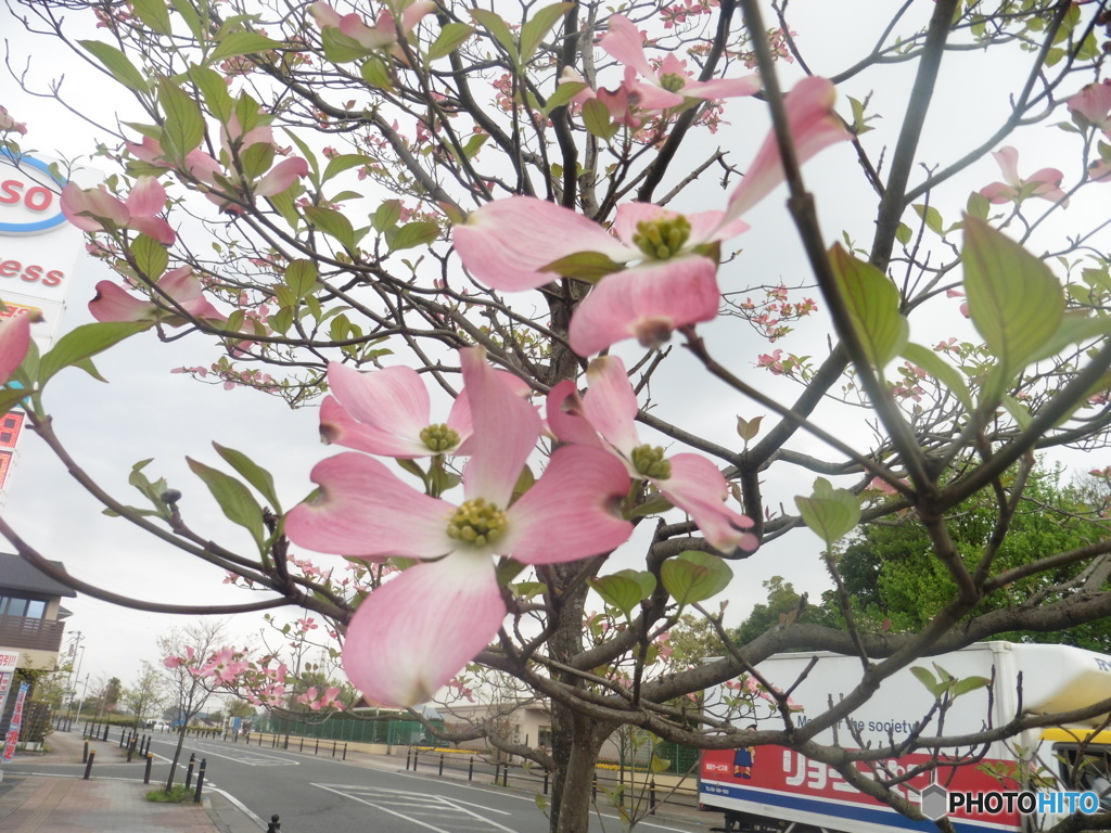 ピンクの花