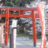 桜と鳥居①