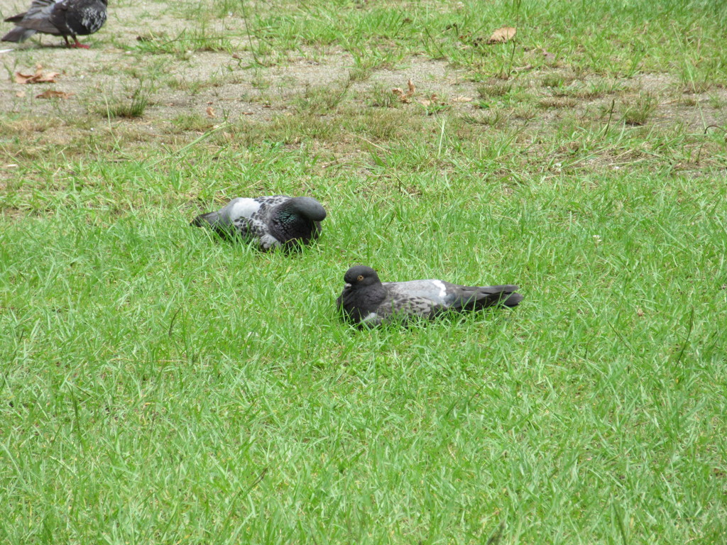 暑さでまいってる鳩