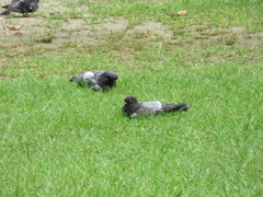 暑さでまいってる鳩