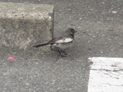 コンビニの駐車場で見かけたセキレイ