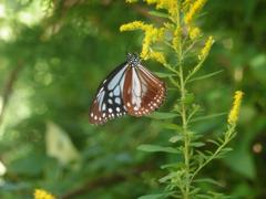 花にとまる蝶