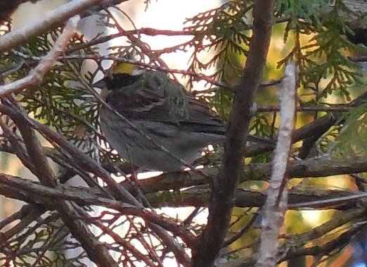 木に止まってるミヤマホオジロ