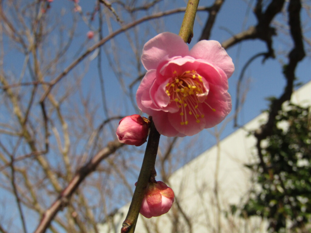梅の開花　③