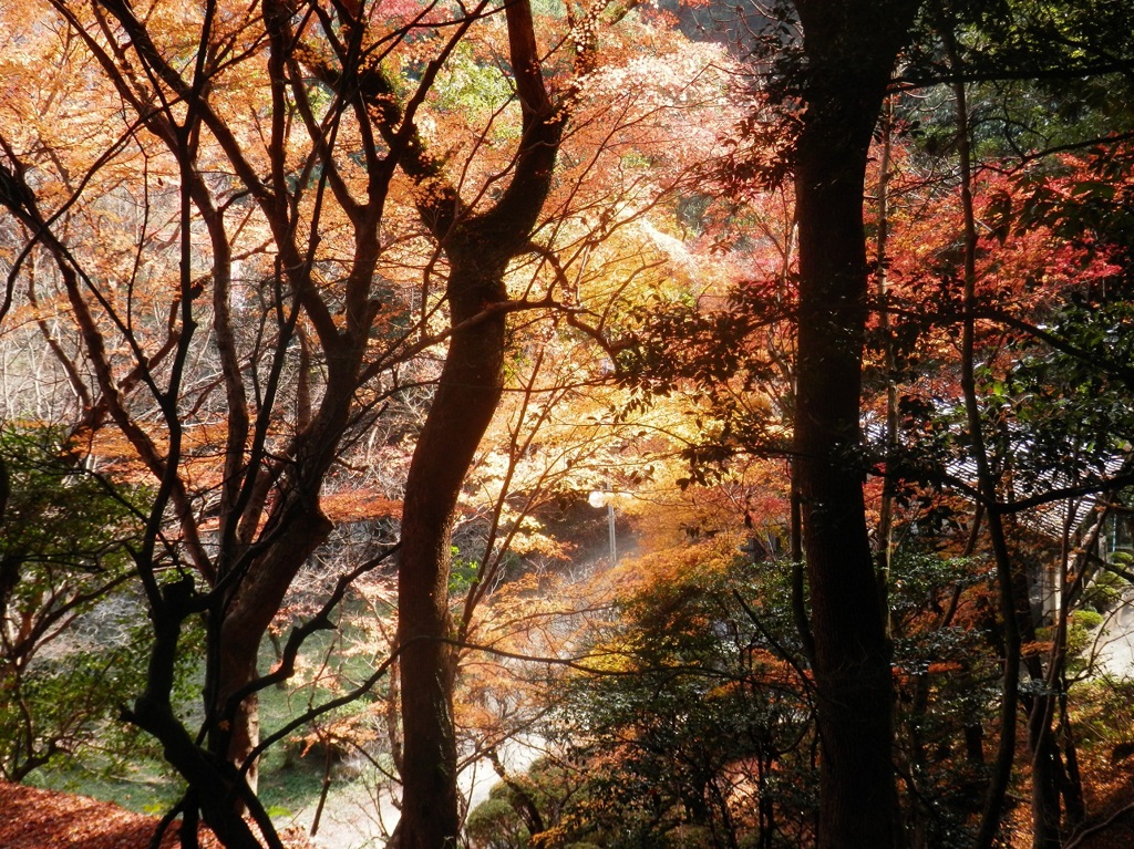 光に照らされた紅葉