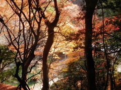 光に照らされた紅葉