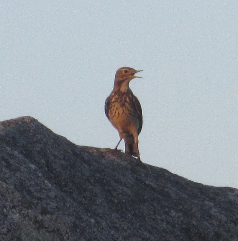 夕暮れ時に飛来した鳥