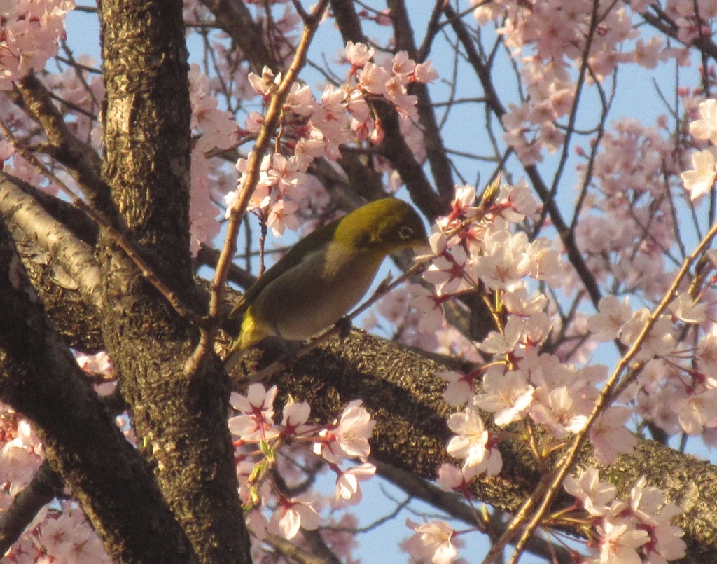 桜＆メジロ⑥