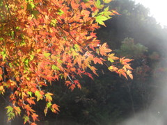 朝日を浴びた紅葉②