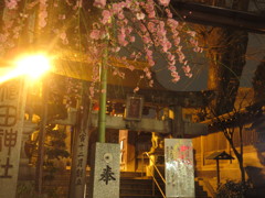 夜の櫛田神社鳥居と梅の花