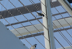 歩道橋の柵にしがみつくシジュウカラ②
