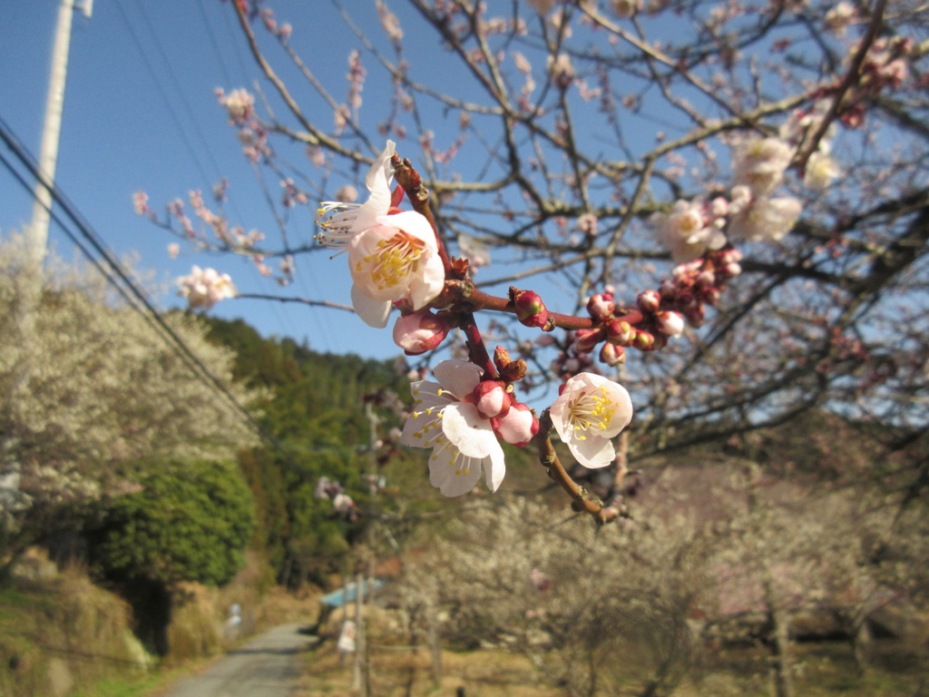 佐賀の山中にて　桜が開花