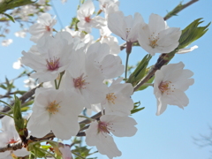 福岡県内の桜　⑦