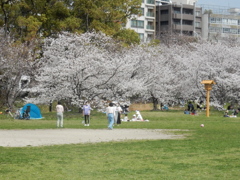 福岡城の桜　⑤