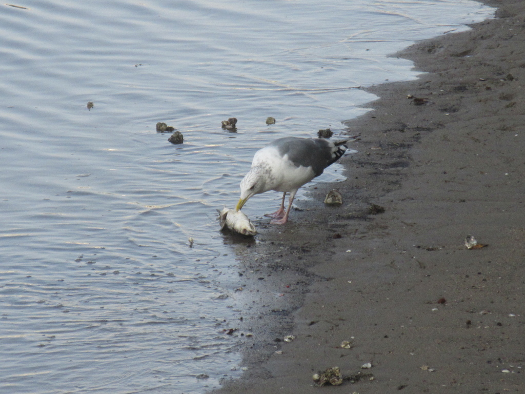 魚の死骸を突っつく川辺のカモメ②