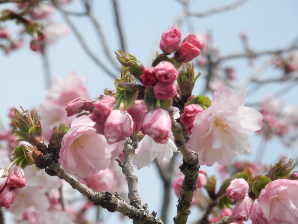 福岡城の桜　⑧