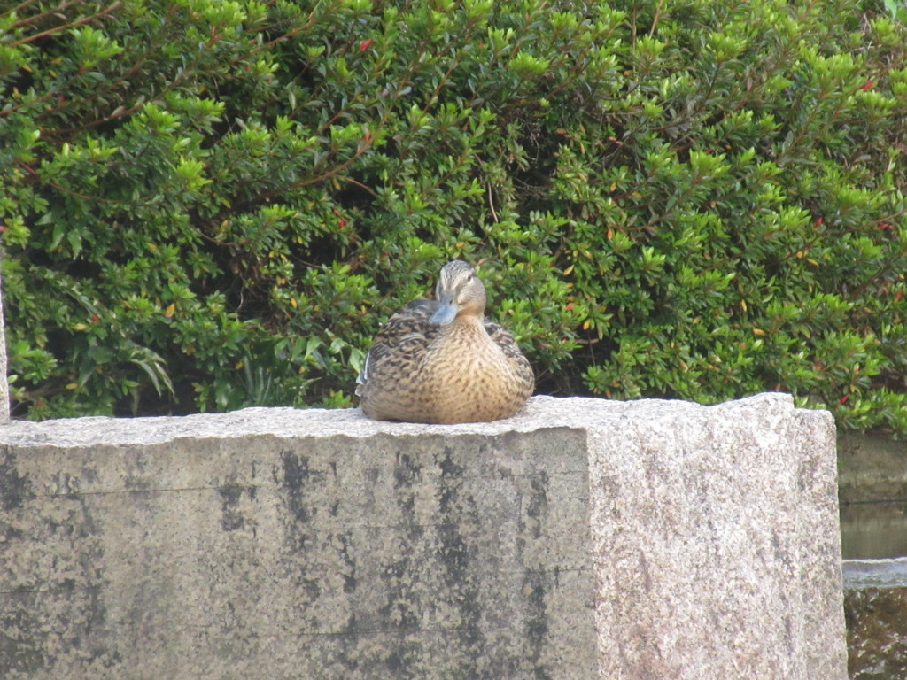 公園のカモたち②
