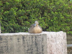 公園のカモたち②