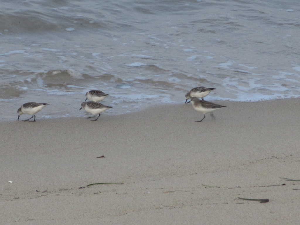 浜辺の鳥たち②