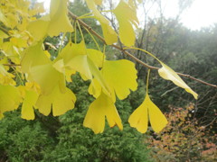 イチョウの季節①