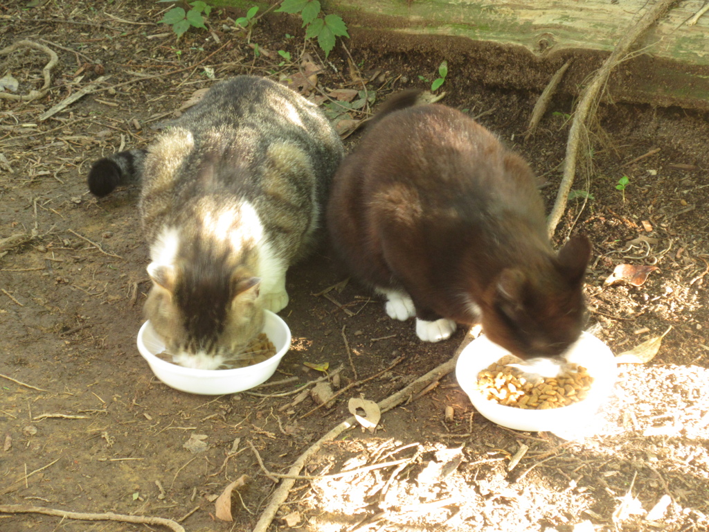 山頂で生活する猫たち②