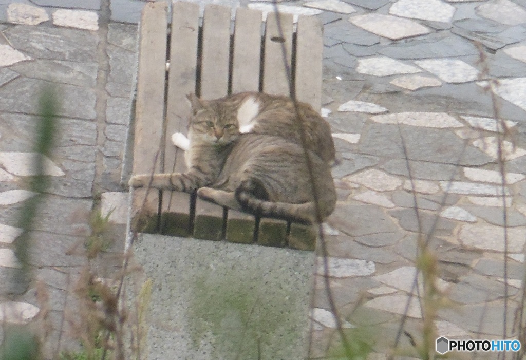 ２匹の猫ちゃん激写①