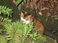 暗い山道に座りこんでる猫ちゃん