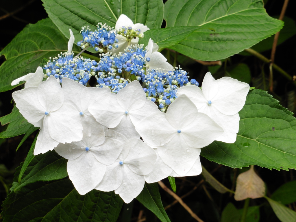 雨の濡れた花々①