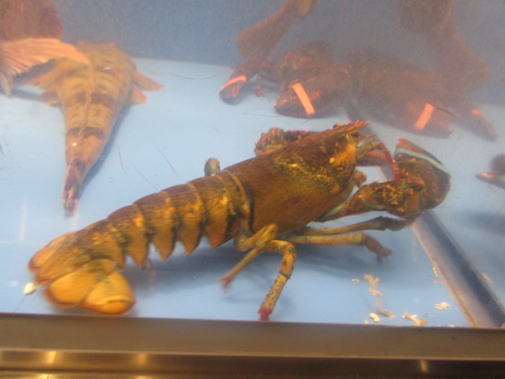 水槽の中の魚たち③