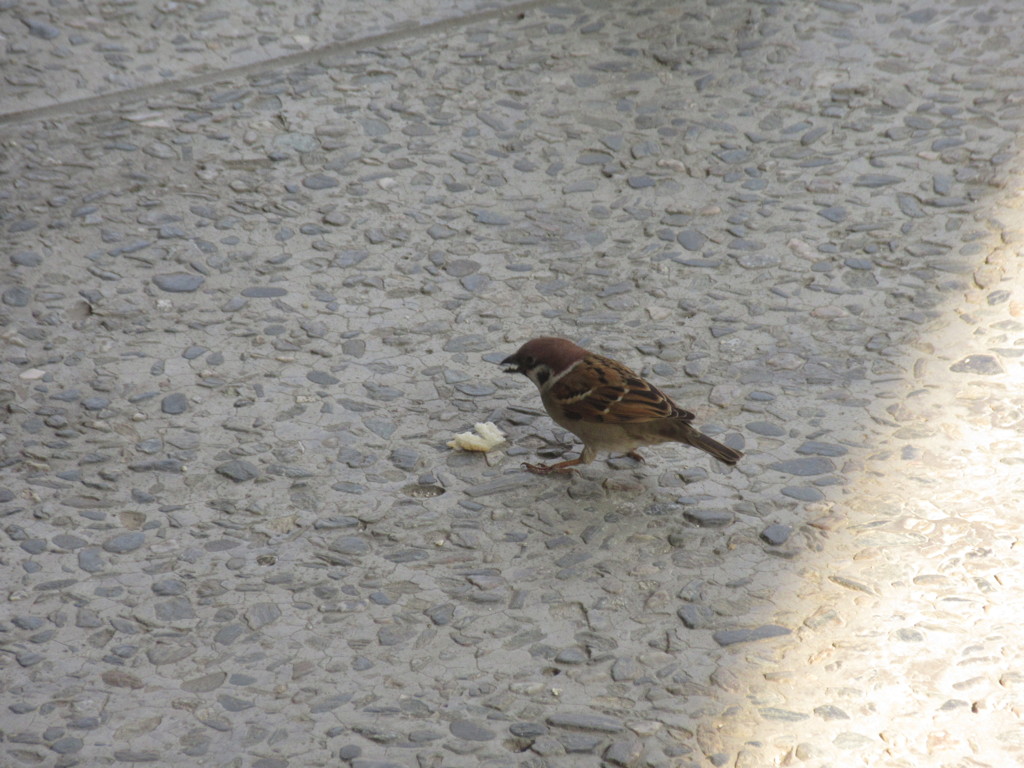 パンをもらって食べているスズメ