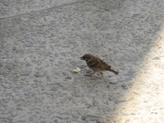 パンをもらって食べているスズメ