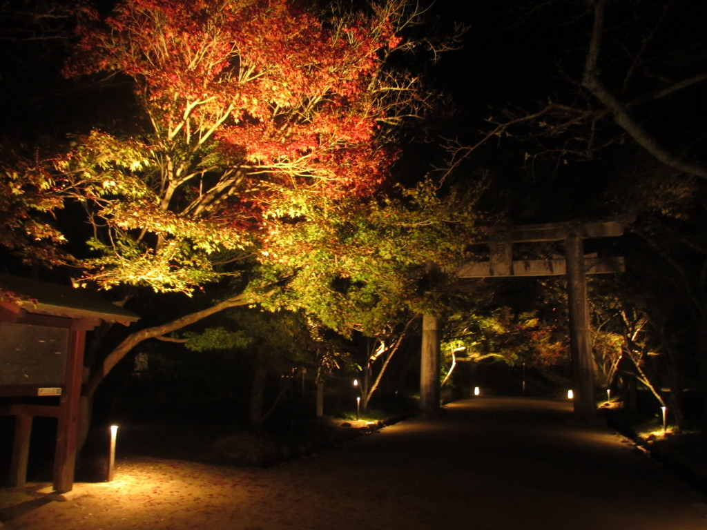 神社の紅葉とイルミネーション②