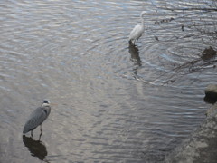 川辺のサギ　①