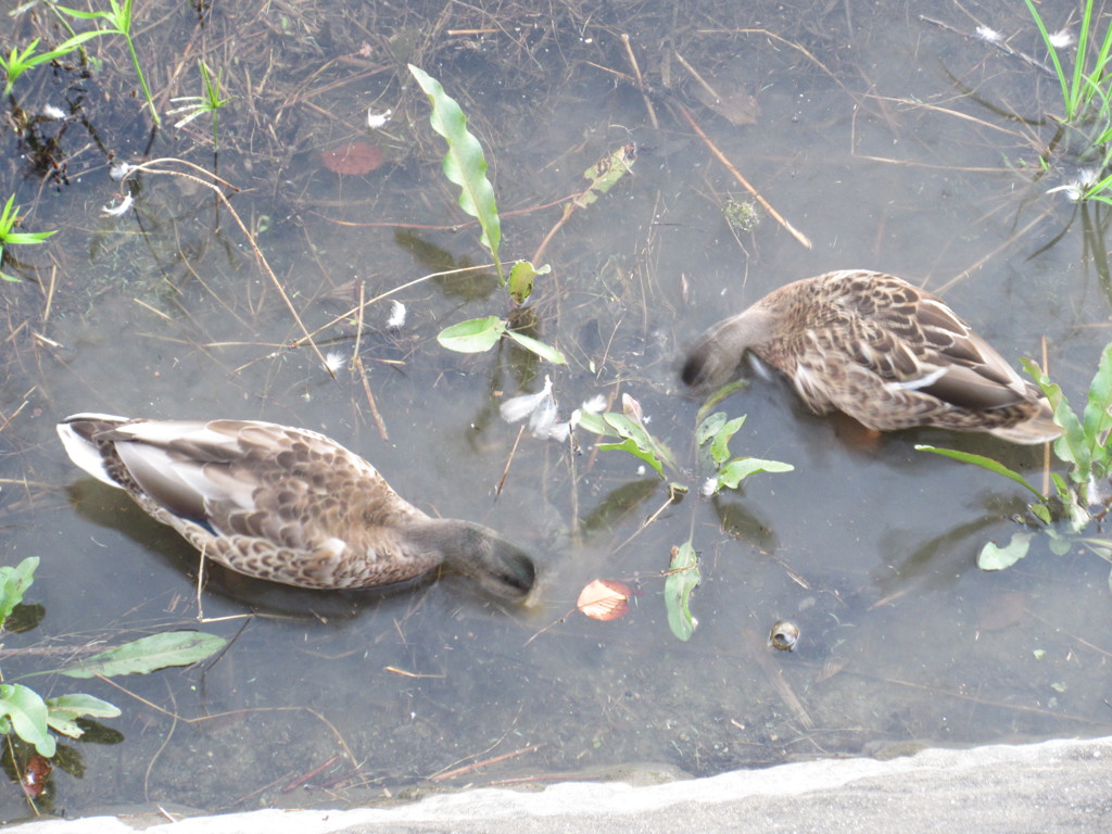池の水を飲む2羽のカモ