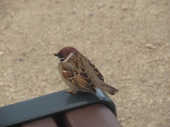 ベンチの上に寄ってくるスズメ