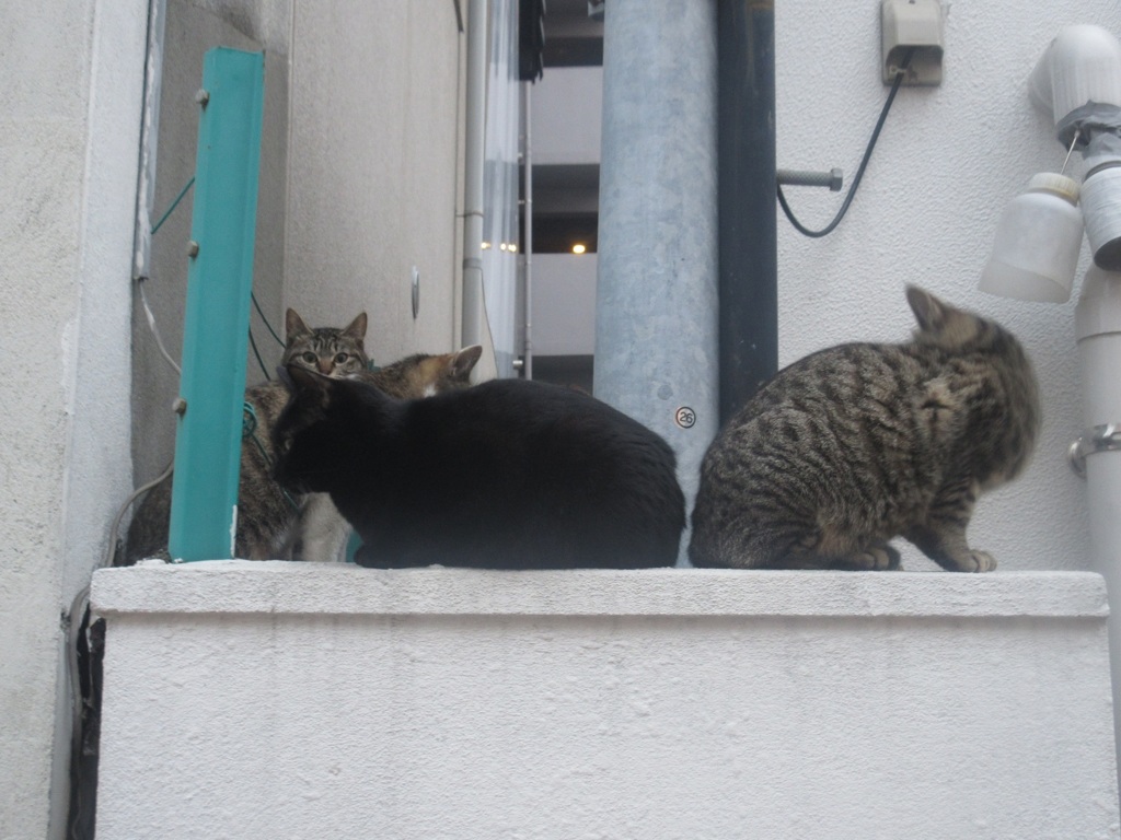 四匹で群がる猫たち