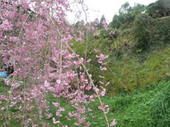 しだれ桜