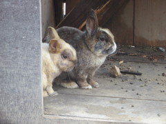 ２匹のウサギ