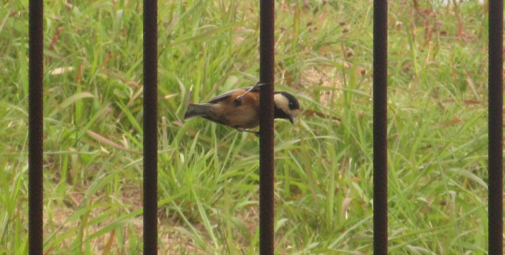 柵にとまるヤマガラ①