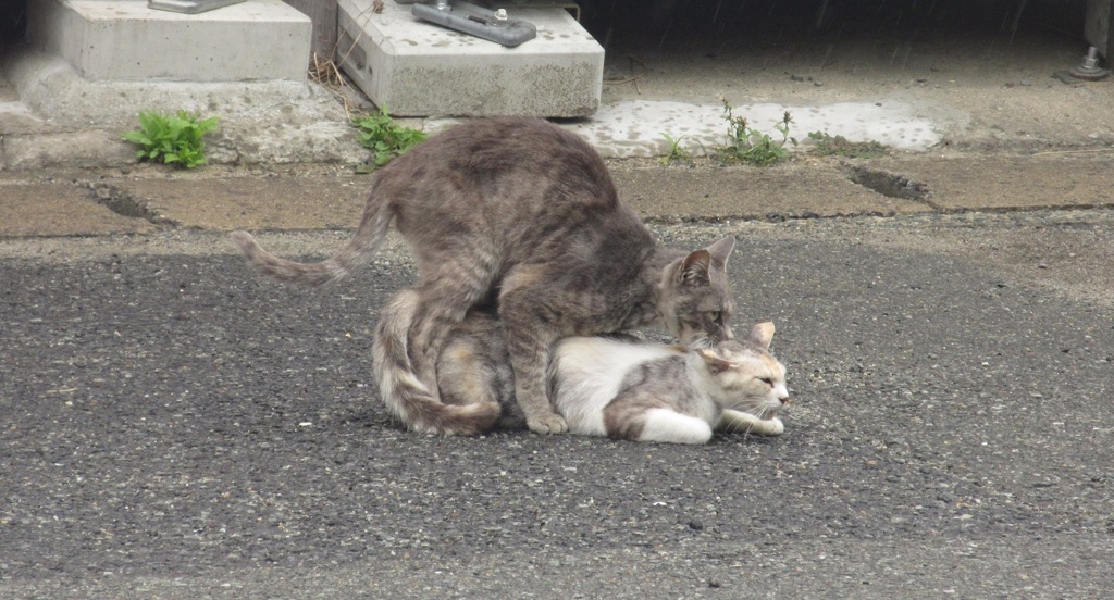 猫ちゃんの意外な行動
