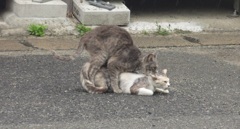 猫ちゃんの意外な行動