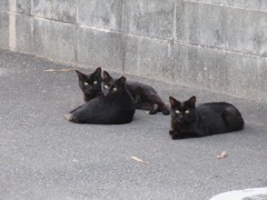 通りかかりの駐車場で黒猫3匹が　①