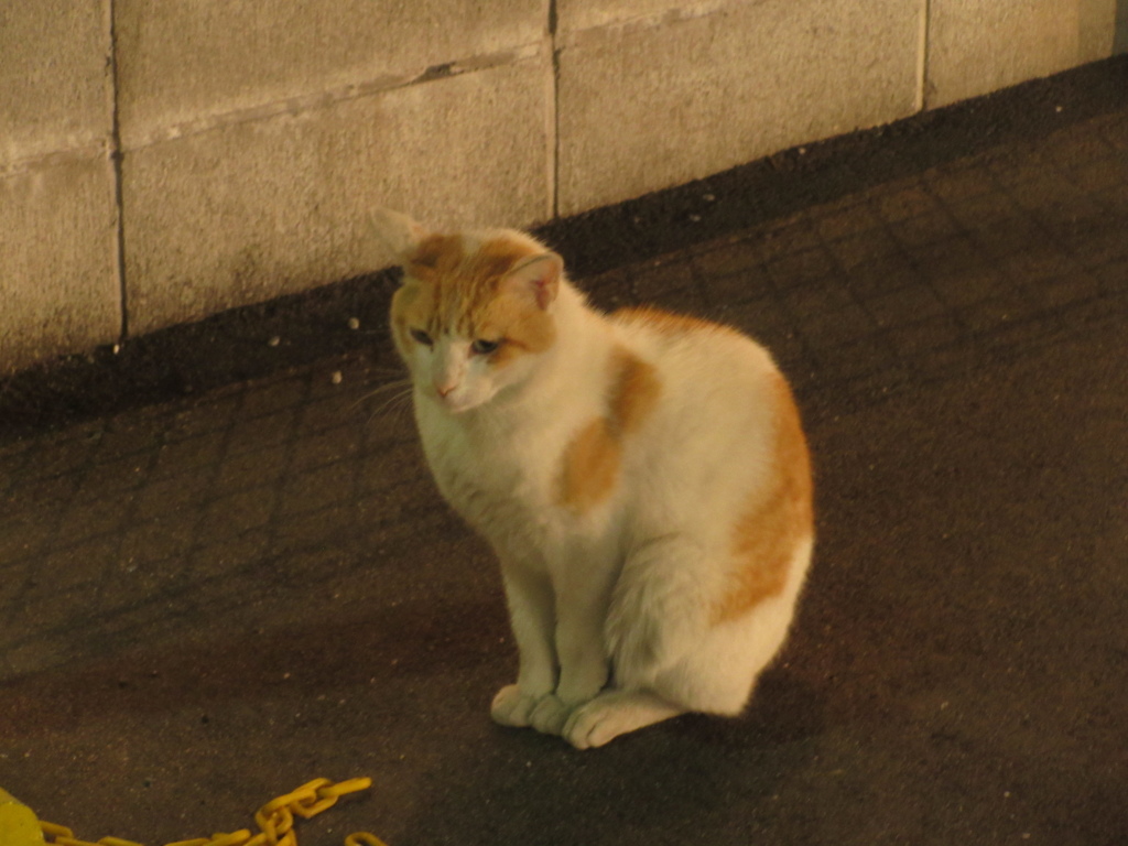 夜の駐車場にて何かを見つめてる猫ちゃん①