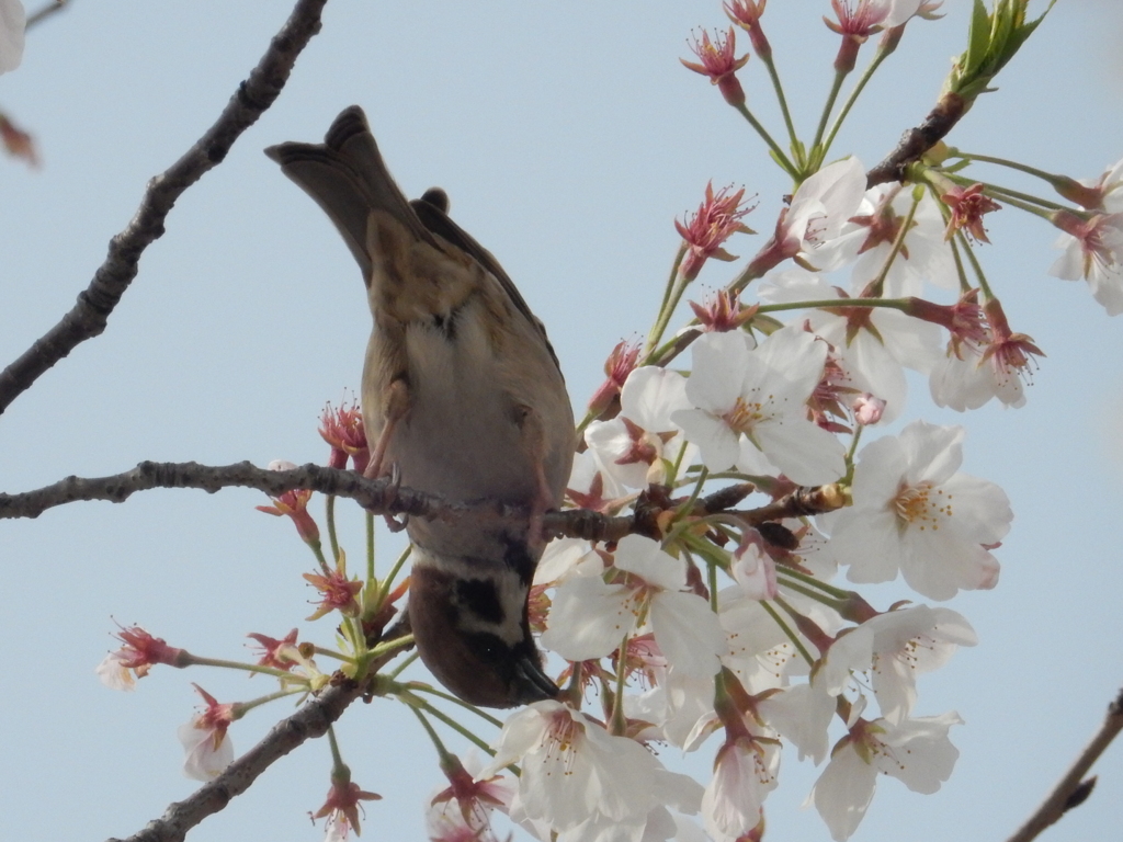 桜をついばむスズメ　③