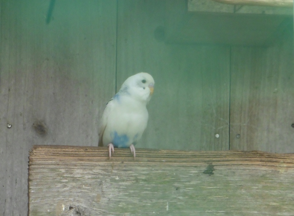 田舎で見かけたインコ①