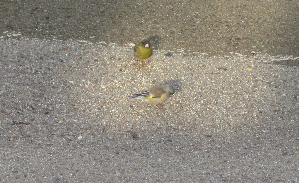 川辺のカワラヒワ②