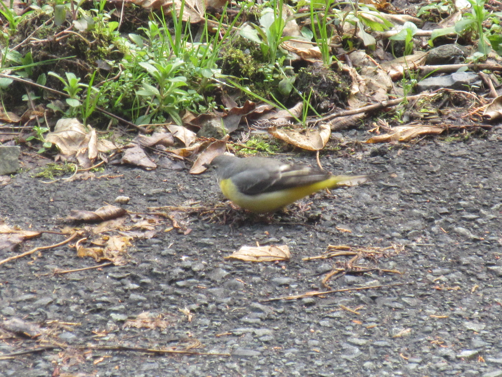 田舎のキセキレイ　②