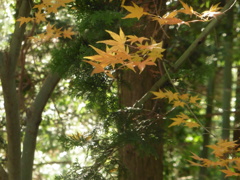 田舎の紅葉③