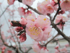 開花した桜　②